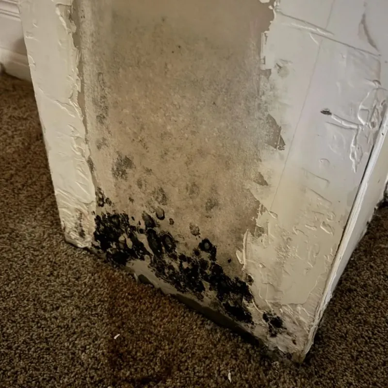 Professional Mold Removal in Sharon, PA